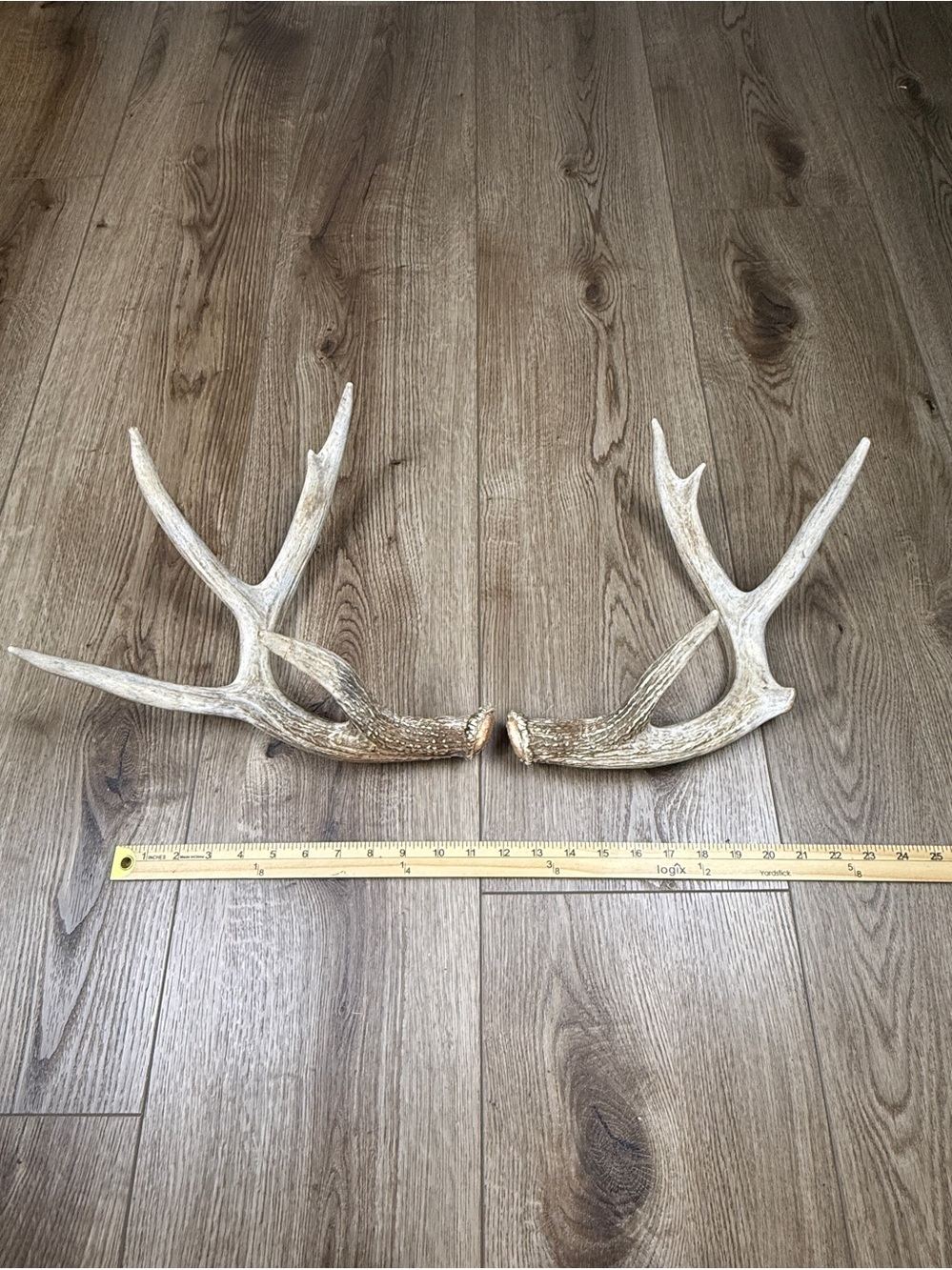Authentic Naturally Shed Whitetail Deer Antlers 1 Pair